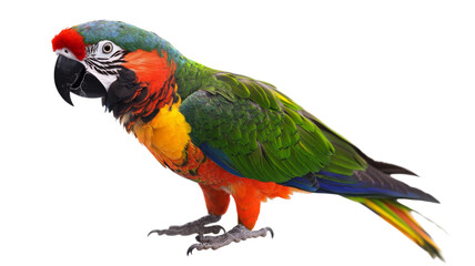 Obraz premium Colorful red-fronted macaw parrot standing on transparent background