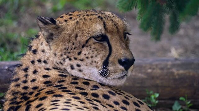 This close-up video shows a wild cheetah relaxing in the zoo, laying in the shade and drifting off into sleep