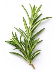 Fototapeta premium Close up rosemary sprig displaying aromatic green needle shaped leaves resting on pristine white surface