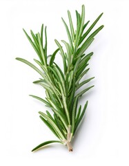 Fototapeta premium Sprigs of fresh rosemary with needle like green leaves, isolated on white