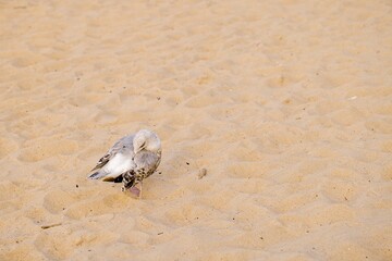 A young seagull preens its vibrant feathers on Kołobrzeg’s sandy beach, beautifully captured along Poland’s West Pomeranian coast.