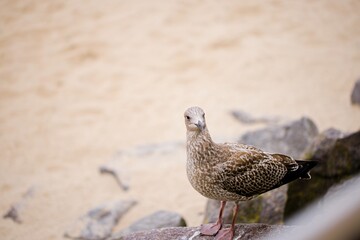 A young seagull perches on stone breakwaters along Kołobrzeg’s promenade, capturing Poland’s coastal charm.