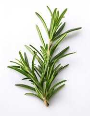 Fototapeta premium Sprig of rosemary with thin needle like green leaves isolated on a minimal white background, ideal for food and cooking projects