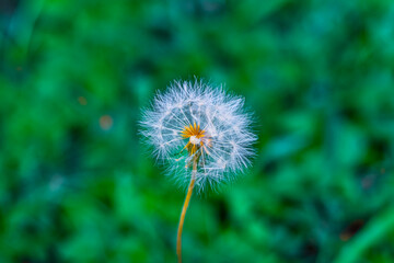 dandelion on a green background