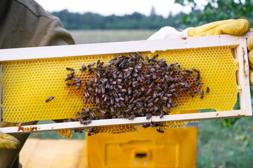 A beekeeper, a woman in a protective suit against bee stings, holds a frame with honey from a bee hive in her hands. Beekeeping, care of the hive