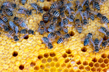 Bees sit on honeycombs with honey in a bee frame in a beehive close-up. Beekeeping, sealing honeycombs with wax and pouring honey, breeding and keeping bees