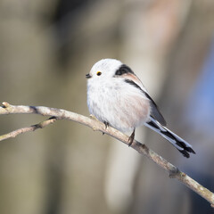 long-tailed tit
