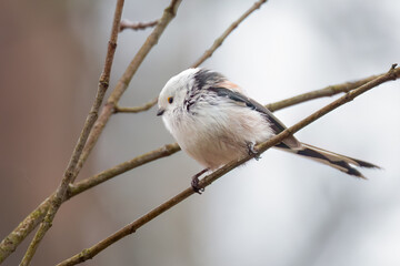 long-tailed tit