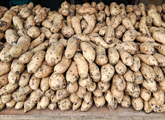 Close-up of a pile of freshly harvested Cilembu sweet potatoes. The sweet potatoes are oval in shape with light brown skin and a little bit of soil attached, indicating freshness and recent harvest