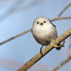 long-tailed tit