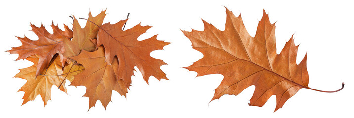 Autumn oak leaf isolated on white background. Fall season foliage. Top view. Flat lay