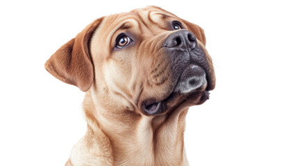 Obraz premium Portrait of boerboel dog looking up on transparent background