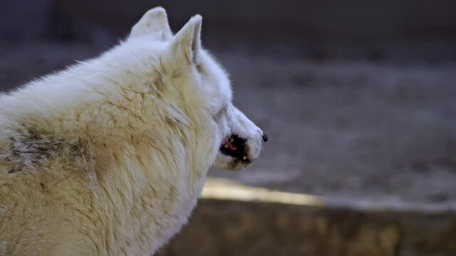 Slow-motion footage of a white wolf vigilantly observing while sitting on the grass