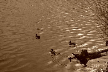 Du Lac de Villerest à St Haon le Châtel