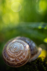 Gusci di chiocciola nell'erba