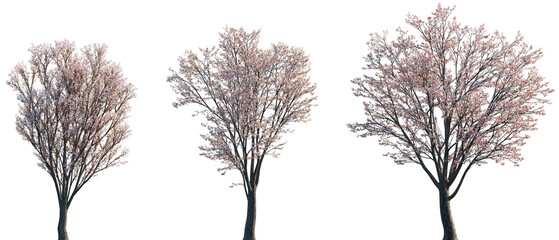 Set of Prunus cerasifera (common names cherry plum, myrobal plum) blossoming frontal street trees...