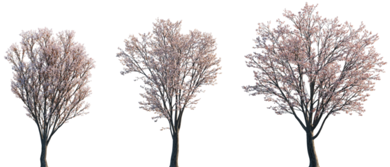 Set of Prunus cerasifera (common names cherry plum, myrobal plum) blossoming frontal street trees isolated png on a transparent background perfectly cutout
