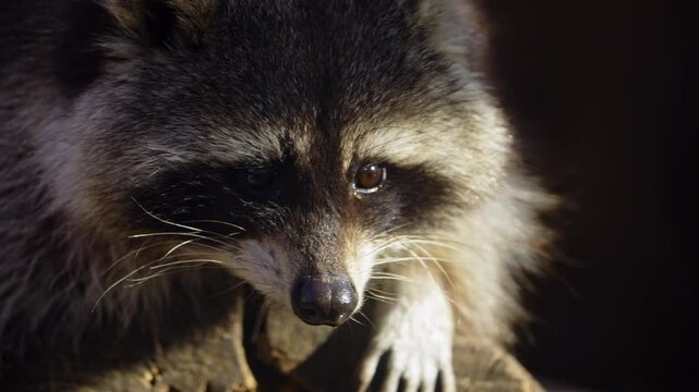 Close-up View of a Raccoon Dog Looking into Camera While Resting On Sunny Day