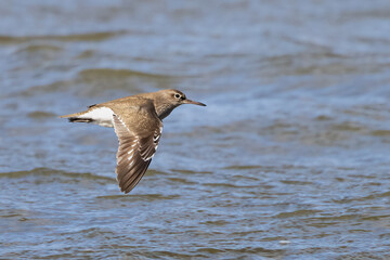 Common sandpiper is migratory bird