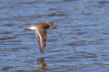 Common sandpiper is migratory bird