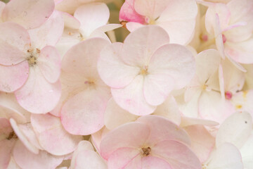 beautiful  blossom of soft pink hydrangea background at cloudy day.  macro