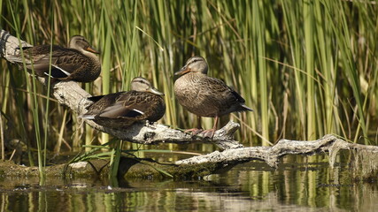 wild ducks resting on a branch of a dry tree in summer on the river. 