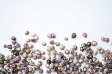 Collection of assorted small scallop seashells. a group of sea shells laying.