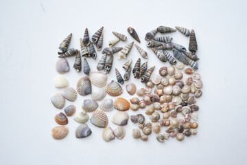 Collection of assorted small scallop seashells. a group of sea shells laying.