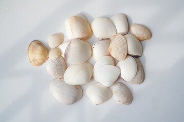 Collection of assorted small scallop seashells. a group of sea shells laying.