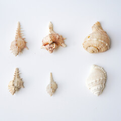 Seashells on white background. collection of many different sea shells. top view, flat lay