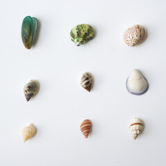 Seashells on white background. collection of many different sea shells. top view, flat lay