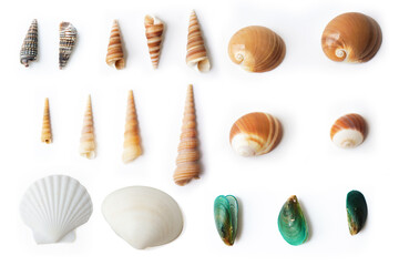 Seashells on white background. collection of many different sea shells. top view, flat lay