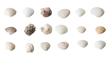Seashells on white background. collection of many different sea shells. top view, flat lay