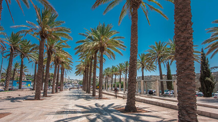 Palm trees on Alley Mish'ol HaPninim Garden leading to the Damascus Gate timelapse hyperlapse in...