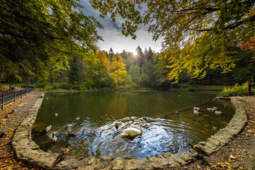 Ptaki w Stawie Łabędzim w Krynicy. © Jacek