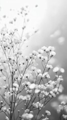 Delicate gypsophila blossoms spreading minimalist ethereal texture against soft, monochromatic background
