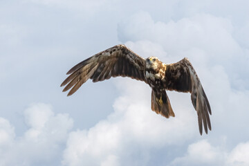 Western Marsh Harrier