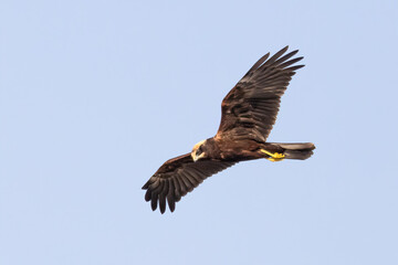Western Marsh Harrier