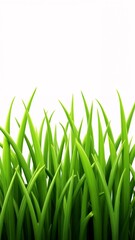 Fototapeta premium A close up view of a field of green grass with a white background.