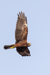 Western Marsh Harrier