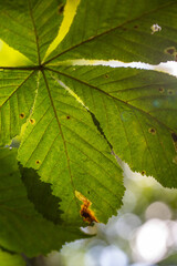 Green leaf of a garden plant in sunlight macro photography. The texture of a juicy leaf on a sunny summer day, close-up photo. Fresh greens with deep shadows in the summertime.
