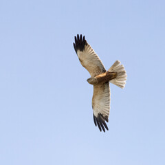 Western Marsh Harrier