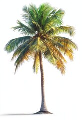 Beautiful Tropical Palm Tree Isolated on White Background Illuminated by Sunlight Showcasing Lush Green Leaves and Natural Beauty of Exotic Plants