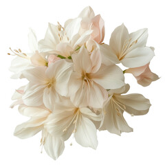 Fototapeta premium Elegant Blooms: a bouquet of delicate white flowers, exuding purity and grace, captured in a bright, airy studio.