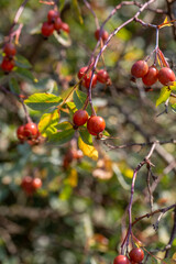 A close-up of ripe red rose hips hanging from a branch with autumn-tinted leaves. The warm sunlight highlights their glossy surface, capturing the essence of fall's natural beauty.