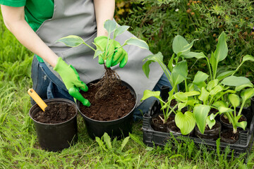 Woman gardening on lawn outdoors with a hosta seedling. Eco hobby, natural happiness, healthy lifestyle. Web banner, template, post background, image eco ad of plant growing, close-up