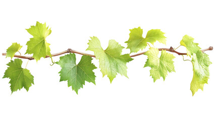 Fresh green grapevine branch with lush leaves on transparent background