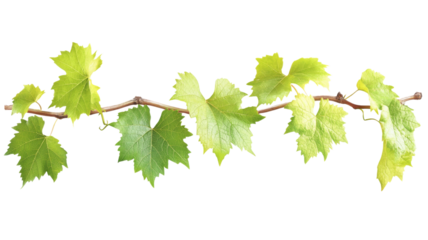 Fresh green grapevine branch with lush leaves on transparent background
