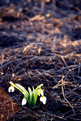 Young fresh snowdrop on grass burnt after a fire. A snowdrop that survived a forest fire. The concept of environmental disasters, forest fires. 
