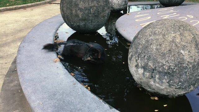 A black dog stands in the fountain water escaping from the heat